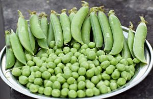 Organic Fresh Green Peas, Packaging Size : 5-25kg