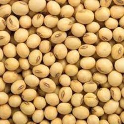 Organic Soya Beans, Color : Creamy, Packaging Size : 5-50kg