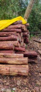 red sandalwood, Purity : Dense, Durable, Fine Grain