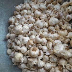 Garlic, Color : White, Packaging Size : 50 Kg