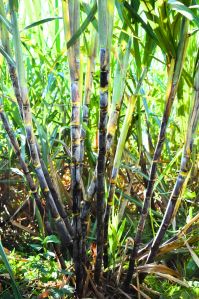 Sugarcane