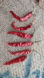 Twja S 17 Deluxe Red Chilli