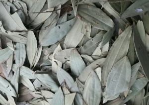 bay leaf