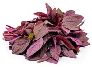 Red Khosola Saga Seeds