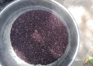 White Khosola Saga Seeds