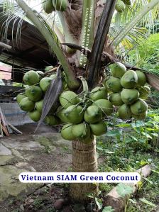 Vietnam Dwarf Coconut Plants