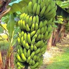 A Grade Fresh Banana, Packaging Type : Carton Box