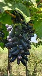 Anushka B Grade Black Grapes