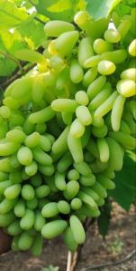 B Grade Anushka Green Grapes