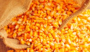 Unbranded Natural Yellow Maize 12%, Certification : FSSAI