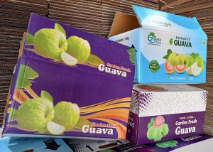 10 Kg Guava Box