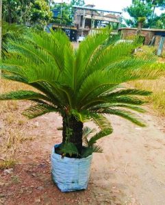 Cycas Palm Plant