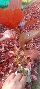 Well Drained Acalypha Red Plant