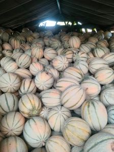 Fresh Musk Melon