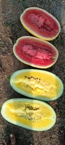 Natural Water Melon, Color : Green, State of Origin : Karnataka