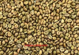 dried green beans Robusta Coffee, Packaging Type : Glass Jar