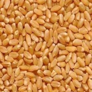 Sharbati Wheat