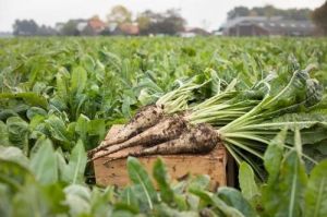 Chicory Roots