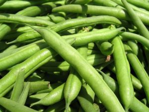 Fresh Green Beans, Packaging Size : 5Kg, 10Kg, 25Kg, 50Kg