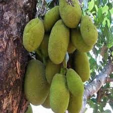 Fresh Jack Fruit, Color : Green, Packaging Size : 5Kg, 10Kg, 25Kg