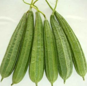 Fresh Ridge Gourd, Color : Green, Packaging Type : Gunny Bag