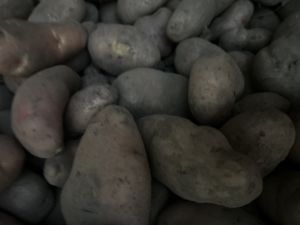 Natural Cardinal Potatoes, Color : Red, Packaging Type : Net Bag