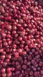 Nasik Red Onion, Color : Light Brown, Packaging Size : 20kg