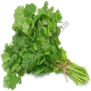 Organic Fresh Coriander Leaves, Color : Green Natural for Cooking