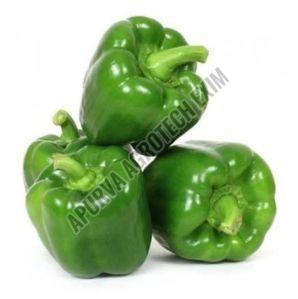 Organic Fresh Green Capsicum for Cooking