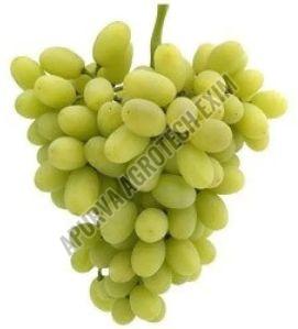 Organic Fresh Green Grapes, Speciality : Natural Taste, Healthy