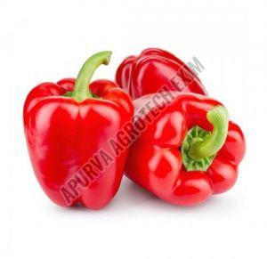 Organic Fresh Red Capsicum for Cooking