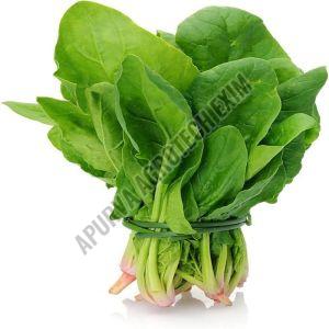 Organic Fresh Spinach Leaves, Color : Green for Cooking