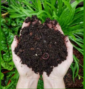 Vermicompost