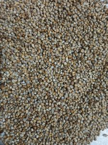 Pearl Millet