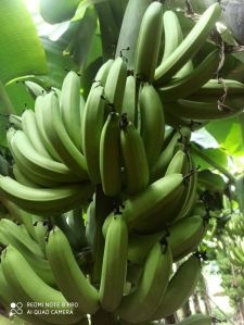 Fresh Cavendish Bananas