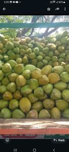 Tender Coconut, Color : Green, Packaging Size : 20Kg