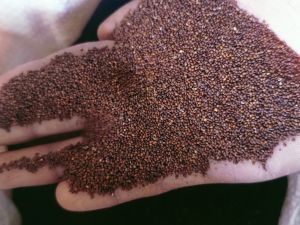 Organic Basil Seeds, Color : Brown for Medicinal