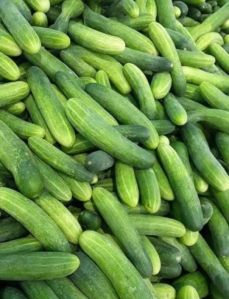 Natural A Grade Fresh Cucumber, Color : Green