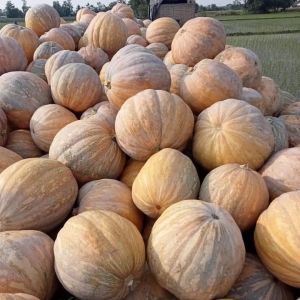 Natural A Grade Fresh Pumpkin, Certification : FSSAI Certified