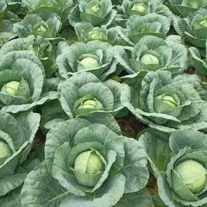 Natural Fresh Cabbage, Color : Green, Speciality : Rich In Taste