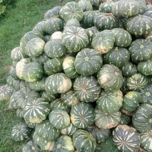 Fresh Green Pumpkin