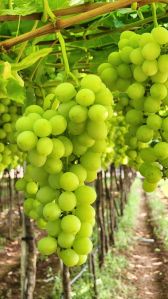 Organic Thompson Seedless Grapes, Color : Green