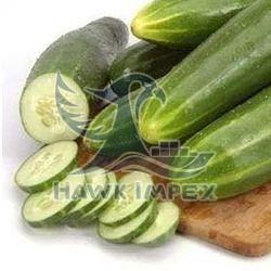 Fresh Cucumber, Color : Green, Packaging Size : 50-100kg