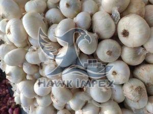 Organic Fresh White Onion, Packaging Size : 5-25kg