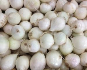 Organic Fresh White Onion, Packaging Size : 25-50kg for Cooking