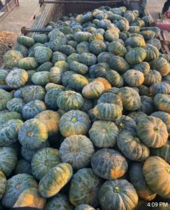 fresh pumpkins (EW-137 variety)