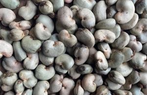 Raw Cashew Nuts