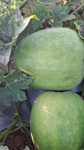 Organic Fresh Ash Gourd