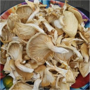 Natural Dry Oyster Mushroom Vacuum-sealed Bag for Cooking, Restaurant