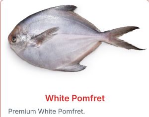 White Pomfret Fish
